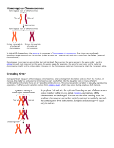 Homologous Chromosomes