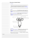 Excretory System Notes