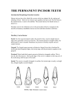 THE PERMANENT INCISOR TEETH