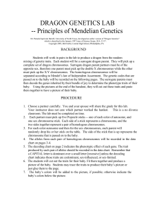 Dragon Genetics2 - Biology Junction