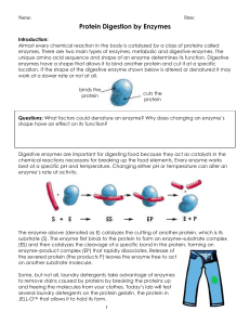 Protein Digestion by Enzymes