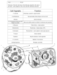 Cell Organelle