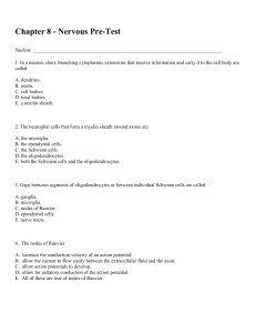 Chapter 8 - Nervous Pre-Test