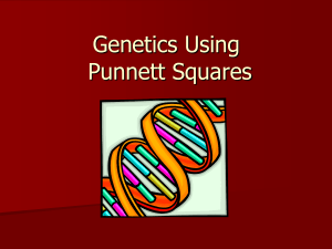 Introduction to Genetics using Punnett Squares