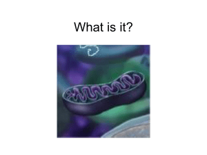 Respiration - Mayfield City Schools