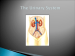 The Urinary System