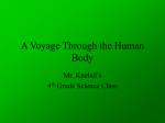 A Voyage Through the Human Body