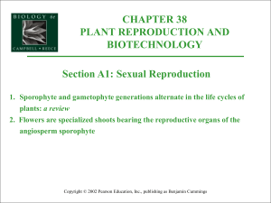 Plant Reproduction and Development PowerPoint