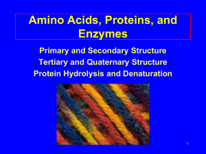 Amino Acids, Proteins, and Enzymes