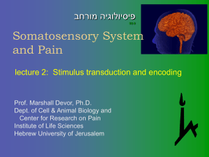 Stimulus transduction and encoding