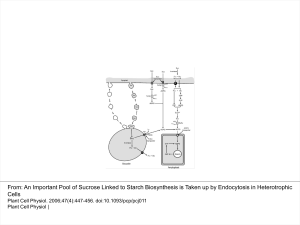 An Important Pool of Sucrose Linked to Starch Biosynthesis is Taken