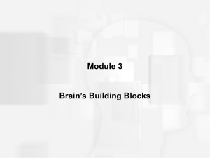 structure of the brain (cont.)