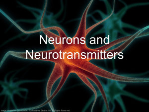 topic 6.5 Neurons