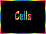 Cell to Organism overview