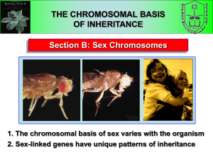 Sex-determining Region of the Y chromosome