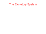 The Excretory System