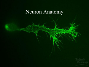 Nervous System Powerpoint