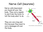 L4-specialised-cells-cards