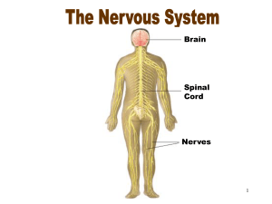 Nervous System - Northwest ISD Moodle