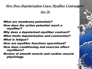 Muscle cells generate force by shortening their length via chemical