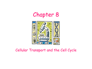 Chapter 8: Cellular Transport and the Cell Cycle