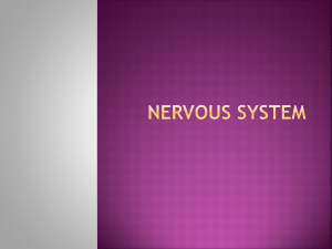 Nervous System