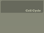 Cell Cycle