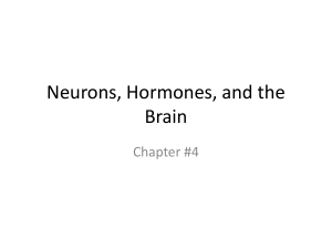 Neurons, Hormones, and the Brain