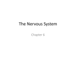 The Nervous System