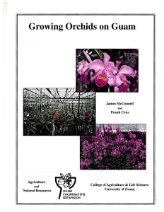 Growing Orchids on Guam - www.CNAS-RE.uog.edu