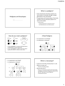 Pedigrees and Karyotypes What is a pedigree? How do you read a