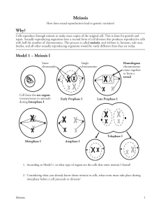 Meiosis - cloudfront.net