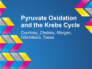 Pyruvate Oxidation and the Krebs Cycle