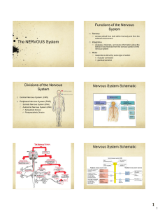 The BRAIN - davis.k12.ut.us