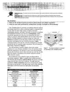 1. What`are the chemical reactions involved in photosynthe~is and