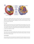 Cell wall Single large vacuole Chloroplasts