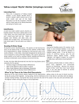 Yellow-rumped `Myrtle` Warbler (Setophaga coronata )