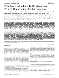 Persistent Leatherback Turtle Migrations Present