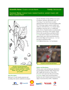 Scientific Name: Corylus cornuta Marsh. Family: Betulaceae