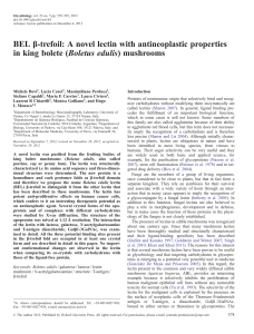 BEL β-trefoil: A novel lectin with antineoplastic properties in king