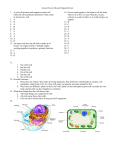 Answer Key-Cells and Organs Review 1. A cell wall protects and