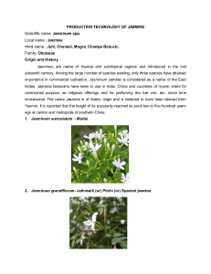 PRODUCTION TECHNOLOGY OF JASMINE