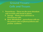 Ground Tissues