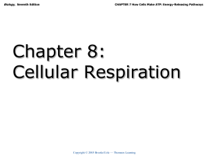 electron transport chain