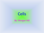 Cells