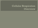 Cellular Respiration Overview