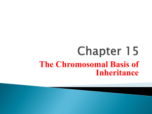 Chapter 15 The Chromosomal Basis of Inheritance