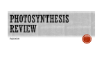 Photosynthesis Review