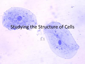 microscopy