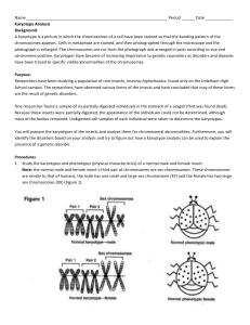 Insect Karyotype Analysis 1617 - Natomas Unified School District